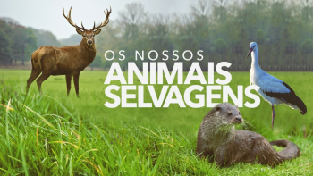 Imagem de Os Nossos Animais Selvagens