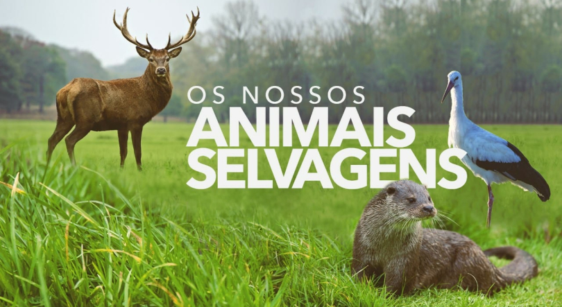 Imagem de Os Nossos Animais Selvagens