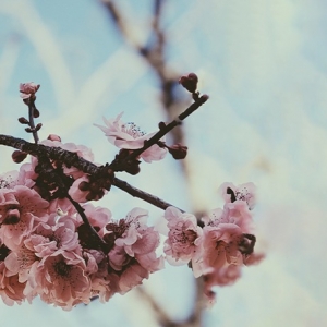 Imagem de A Antena 1 assinala hoje o equinócio da primavera