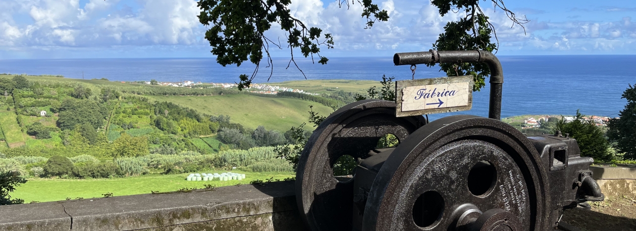A cultura do chá na ilha de São Miguel