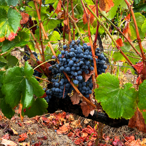 Imagem de A Antena 1 foi às vindimas