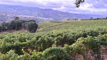 Imagem de Semana das Vindimas: Regiões do Douro e Minho