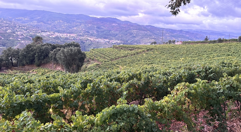 Semana das Vindimas: Regiões do Douro e Minho