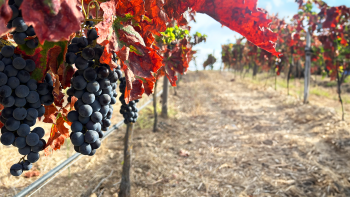 Semana das Vindimas: Região do Alentejo