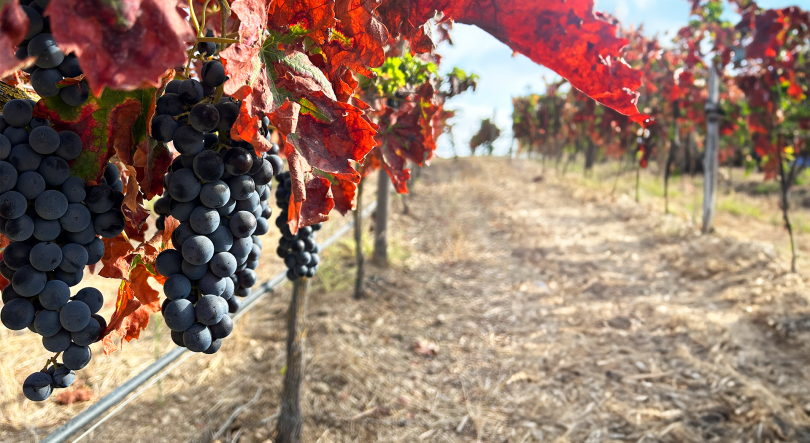 Semana das Vindimas: Região do Alentejo