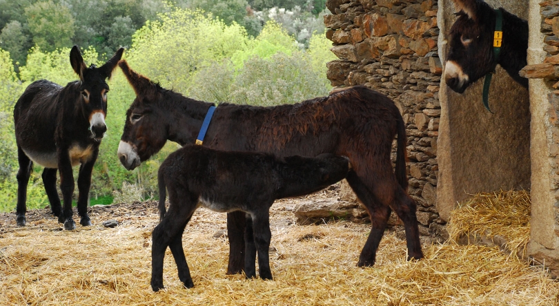 Um animal que é património e precisa de salvamento