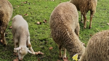 De microfone voltado para os animais