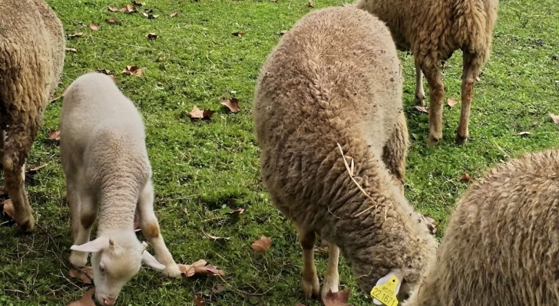 De microfone voltado para os animais