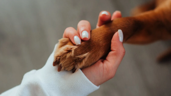 Imagem de Esta semana pertence aos animais