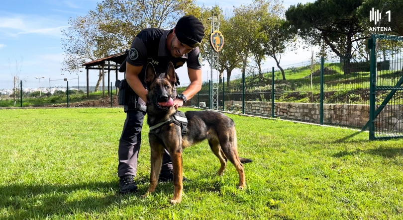 Os cães em ação na GNR