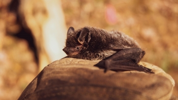 Entregues à Bicharada no Observatório de Morcegos Cavernícolas