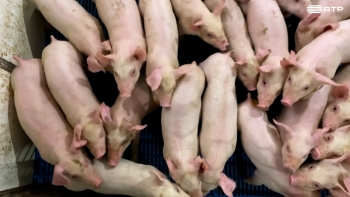 Imagem de “Verdes são os campos”: bem-estar animal