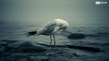 Imagem de “Perdigão perdeu a pena”: poluição nos oceanos