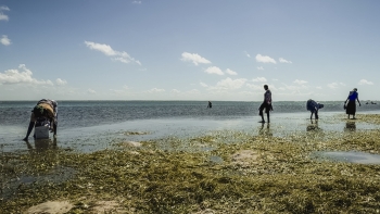 Imagem de As mulheres que vivem do mar, na ilha de Moçambique