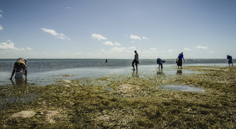 Imagem de As mulheres que vivem do mar, na ilha de Moçambique
