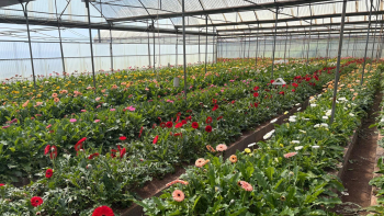 Imagem de Reportagem: “A Outra Face da Festa da Flor”