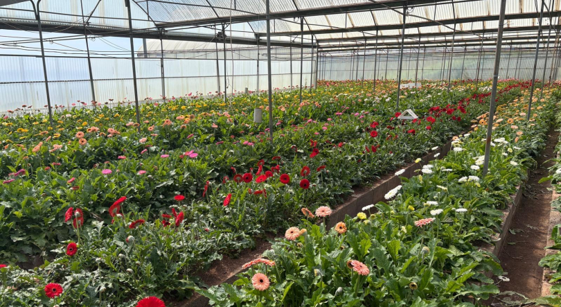 Imagem de Reportagem: “A Outra Face da Festa da Flor”