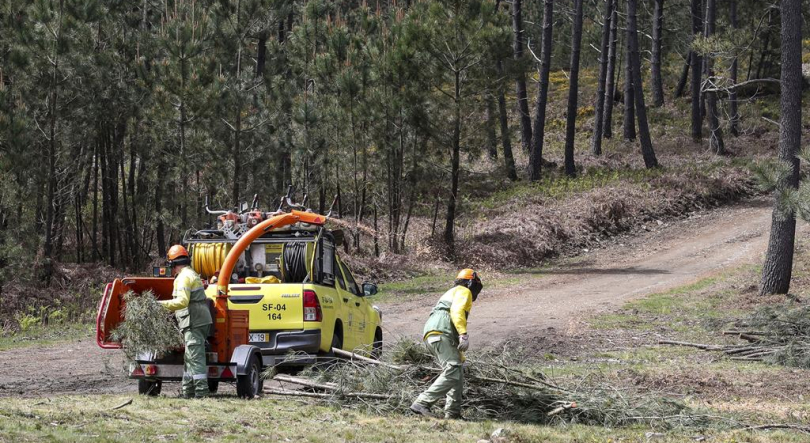 Imagem de Uma semana dedicada à floresta: entrevistas e reportagens da RTP Antena 1