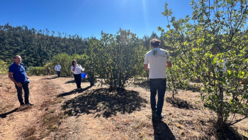 Imagem de Reportagem: o super-fruto que renasce das cinzas